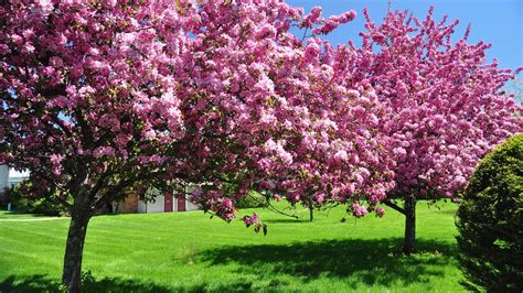 Blossom trees in the garden - Spring season HD