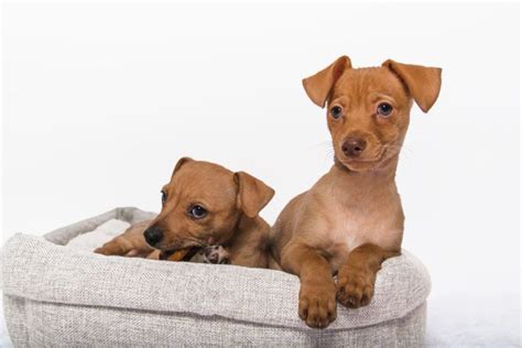 Chiweenie Lifespan: How Long They Typically Live + 6 Common Health Problems - A-Z Animals