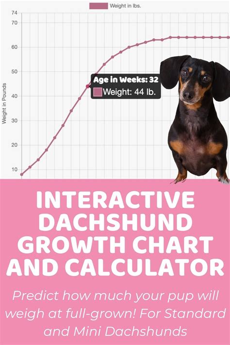 Interactive Dachshund (Standard) Growth Chart and Calculator - Puppy Weight Calculator