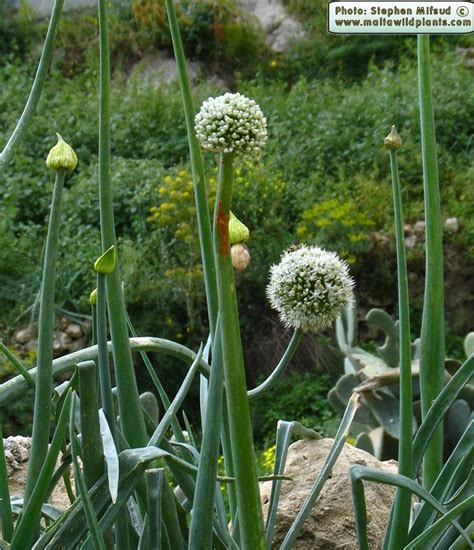 Allium cepa (Garden Onion) : MaltaWildPlants.com - the online Flora of ...