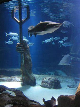 Long Island Aquarium & Exhibition Center (Riverhead, NY) on TripAdvisor: Hours, Address, Reviews