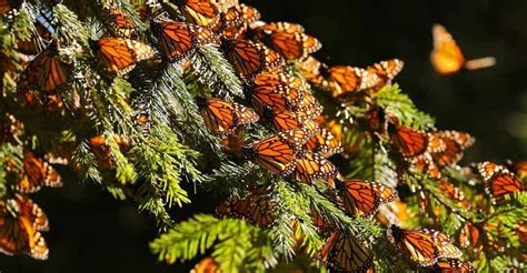 The great monarch butterfly migration: Mexico | Tours | New Scientist