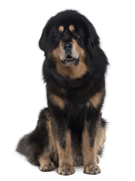 Tibetan Mastiff Breeders Australia | Tibetan Mastiff Info & puppies