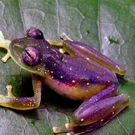 Best 4404 Frogs images on Pinterest | Other