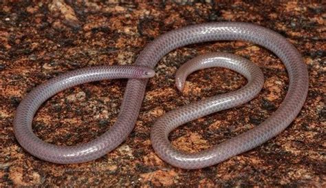 Western Blind Snake Facts, Description, Diet, and Pictures