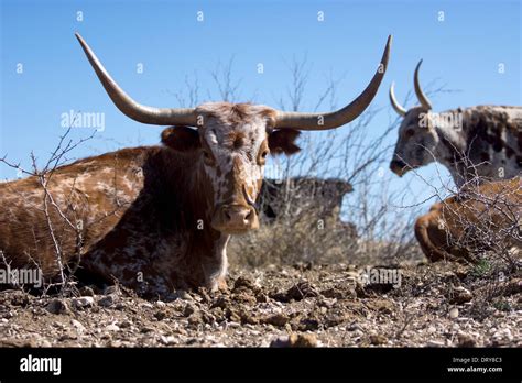 Longhorn ranch hi-res stock photography and images - Alamy