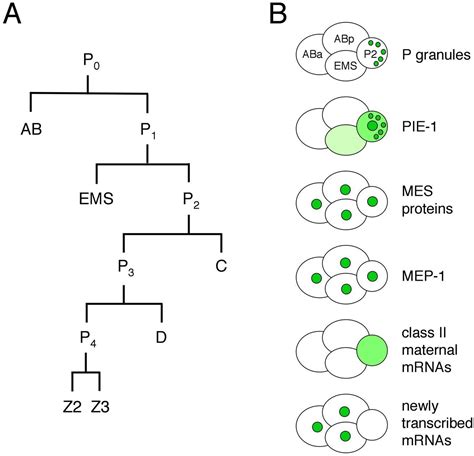 Germ-line mutation; Mutation, Germ-Line