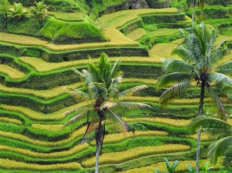 Bali 2014 - Tegallalang Rice Terraces