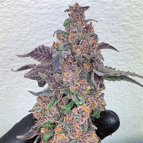 Purple Heart (Reg) - Insane Seeds