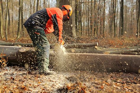 Forest Service’s cutting of older trees draws criticism | The Daily Courier | Prescott, AZ