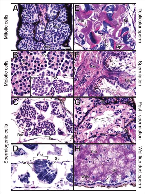 Histology of the spermatogenic cycle of Eurycea longicauda (hematoxylin... | Download Scientific ...