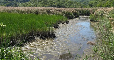 Image result for marshes | Marsh, Water, Outdoor