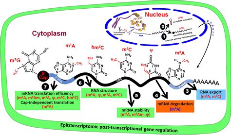 Frontiers | Deciphering Epitranscriptome: Modification of mRNA Bases Provides a New Perspective ...