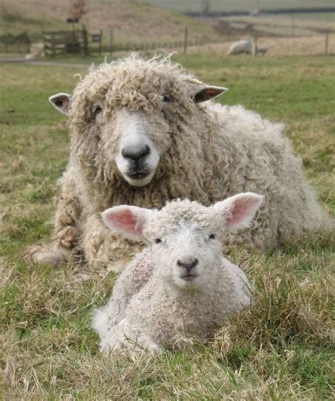 Lincoln longwool sheep, Risby, Lincolnshire Wolds, England | A Cottage in the Country ...