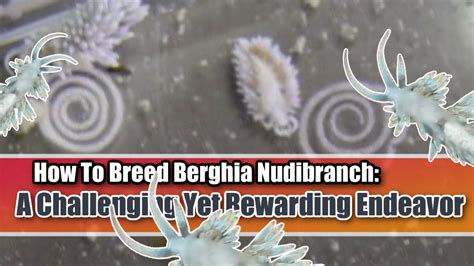 How To Breed Berghia Nudibranch: A Challenging Yet Rewarding Endeavor ...