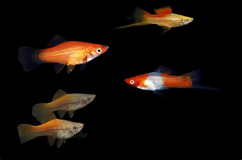 Breeding Swordtail Fish | My Hobby is My Business