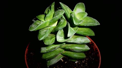 Crassula Springtime - Datasheet