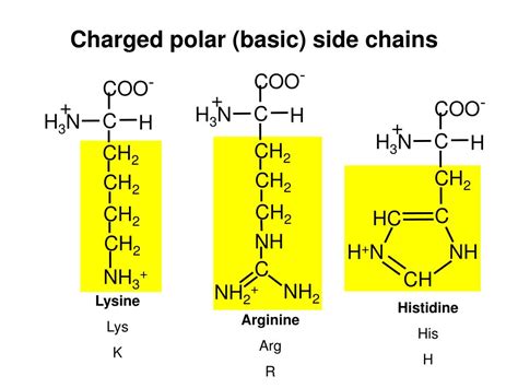 Amino Acids With Basic Side Chains