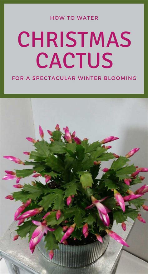 How To Water Christmas Cactus For A Spectacular Winter Blooming ...