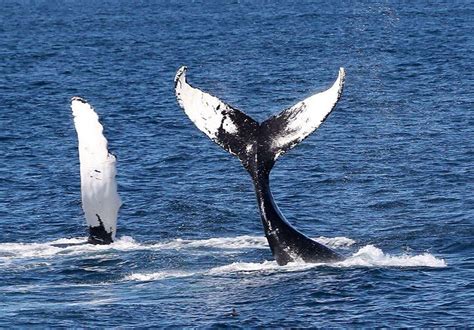 Bar Harbor Whale Watch Co. offers boat tours to see Acadia National ...