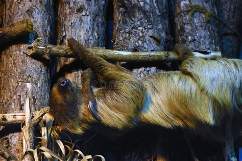 Sloth Animal Sleeping on a Tree Trunk Stock Image - Image of russian ...