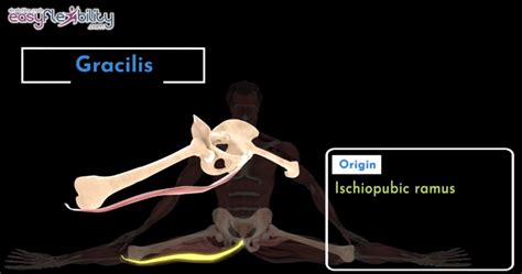 Dance Zaichik Stretch for Adductor Gracilis Muscle – EasyFlexibility