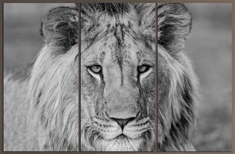 3 Panel split Black white Lion Canvas Print Art. Gallery wrap