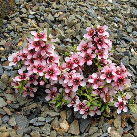 Leptospermum scoparium - Manuka seeds X 200 - Ole Lantana's Seed Store