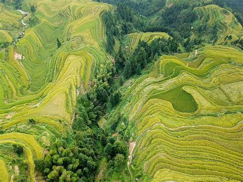 Aerial view of golden Jiabang rice terraces, Guizhou province[5 ...