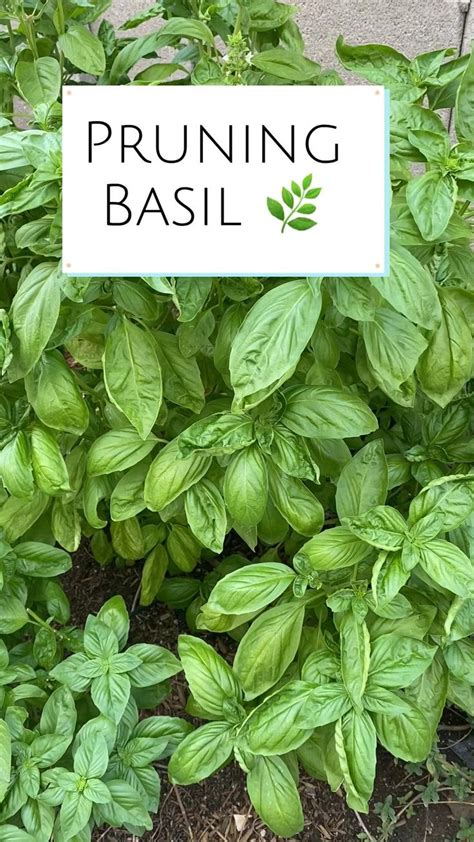 Pruning Basil Correctly | Basil Care | Basil Plant | Garden Care | Herbs | Basil How To Prune ...