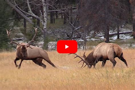 Bowhunters Witness Epic, Knock-Down, Drag Out Elk Fight