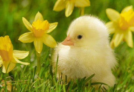 Cute duck - Birds & Animals Background Wallpapers on Desktop Nexus ...