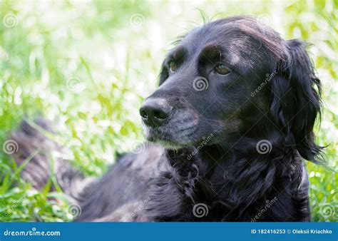 Gordon Setter. Hunting Dog in the Grass Stock Image - Image of field, grass: 182416253