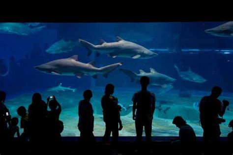 Japan's Top 10 Aquariums | All About Japan