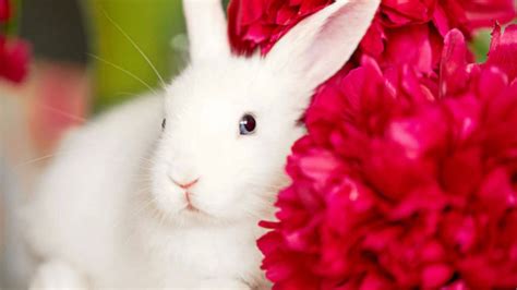 Download Little Cute White Rabbit Wallpaper | Wallpapers.com