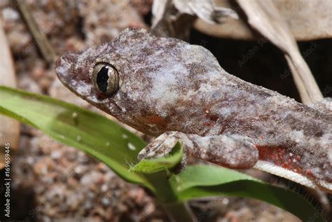 Lagartixa-doméstica-tropical (Hemidactylus mabouia) | Moreau's tropical ...