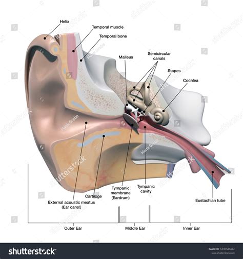 Ear Anatomy Cross Section - Abba Humananatomy