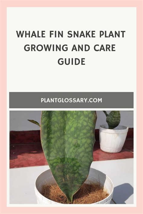 Whale Fin Snake Plant Growing and Care Guide | Snake plant care ...