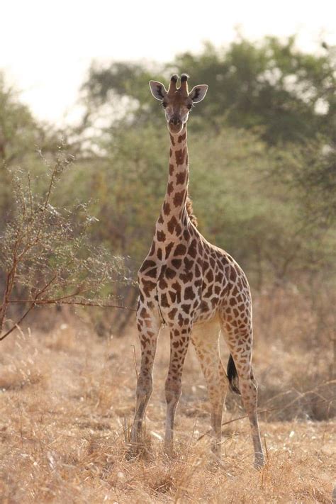 Northern giraffe: Giraffa camelopardalis - Giraffe Conservation Foundation