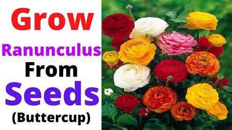 Ranunculus || Grow Ranunculus From Seeds || Buttercup Flowers - YouTube