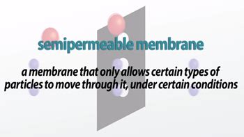 Semipermeable Membrane | Definition, Function & Examples - Lesson | Study.com