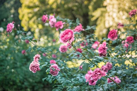 Selective Focus Photography of Pink Peony Flowers · Free Stock Photo