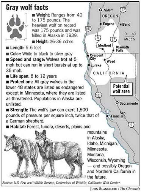 Gray wolves heading to California / Defenders seek protections as ...