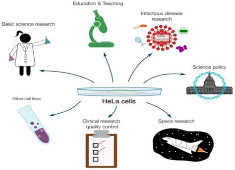 HeLa cells - Optimize IAS