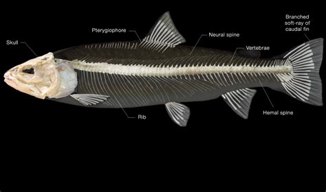 Skeletal | CSKT | Division of Fish, Wildlife, Recreation, & Conservation