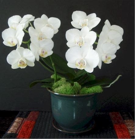 Phalaenopsis amabilis - Alchetron, The Free Social Encyclopedia