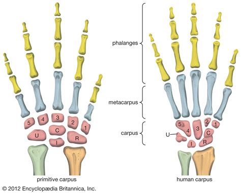 Animal In Carpus Anatomy