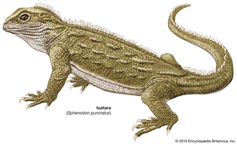 Tuatara - Evolution & Classification, Pleurosaurs | Britannica