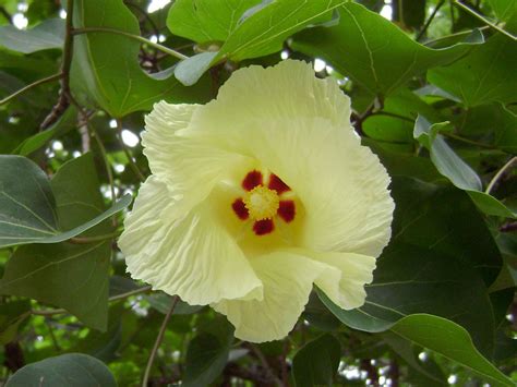 Paras Pipal | These were blooming at Kovlam beach. | Dr. Sudhindra Sharma | Flickr