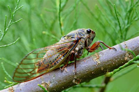 15 Baffling Cicada Facts | Cicada, Animals and pets, Animals